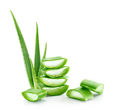 Aloe Vera – The Ultimate Soothing & Healing Plant