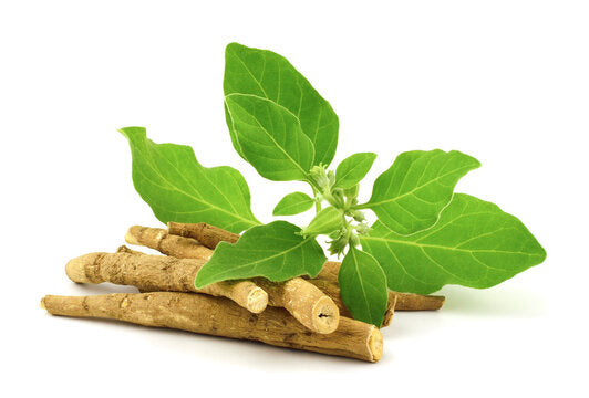 Ashwagandha Huds – Nature’s Stress Shield & Vitality Booster
